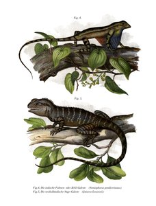 Fan-throated Lizard