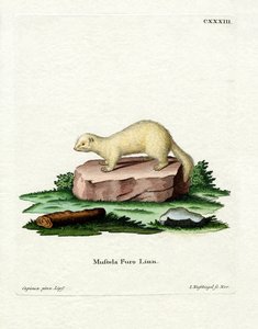 Ferret by German School