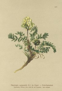 Field Locoweed by German School