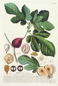 Fig, engraved by Johann Jakob Haid, plate 73 from a botanical book, pub. by Augustus Vind by German School