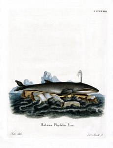 Fin Whale