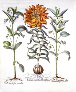 Fire Lily and Viola, from Hortus Eystettensis