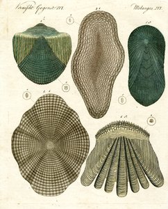 Fish Scales by German School