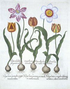 Five Tulips, from Hortus Eystettensis by Basil Besler, pub. 1613 by German School
