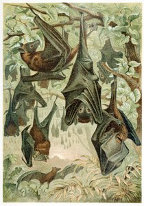 Flying Foxes, from Brehms Tierleben