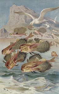 Flying Gurnard, plate from Brehms Tierleben by German School