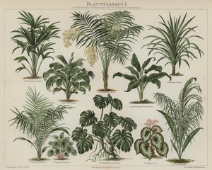 Foliage plants by German School