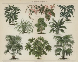 Foliage plants by German School