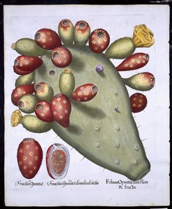 Folium Opuntia from Hortus Eystettensis by Basil Besler, pub. 1613 by German School