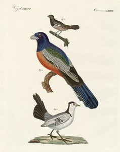 Foreign birds by German School