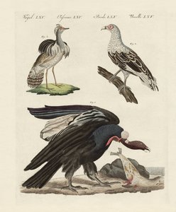 Foreign birds by German School