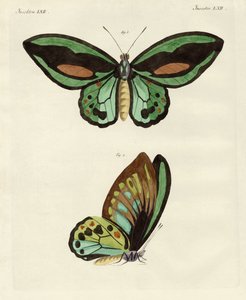 Foreign butterflies of a phenomenal size by German School