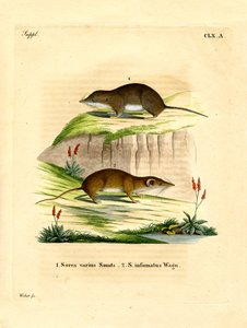 Forest Shrew by German School