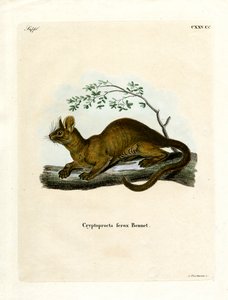 Fossa by German School