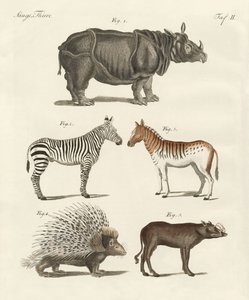 Four-footed animals by German School