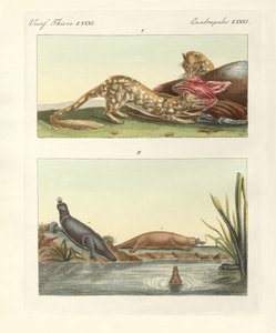 Four-Footed Animals of Australia
