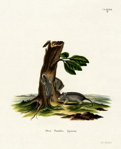 Four-striped Grass Mouse by German School