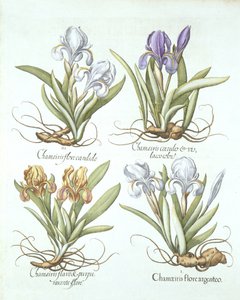 Four Varieties of Rhizomatous Irises, from Hortus Eystettensis