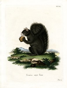 Fox Squirrel by German School