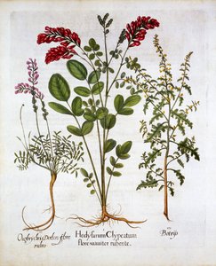 French Honeysuckle, Common Sainfoin and Feather Geranium, from Hortus Eystettensis