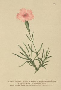 Fringed Pink by German School