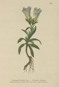 Froelichs Gentian by German School