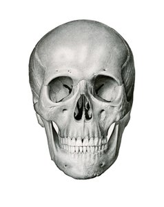 Frontal View of Human Skull by German School
