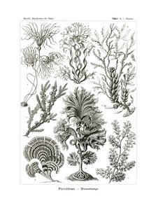 Fucoideae