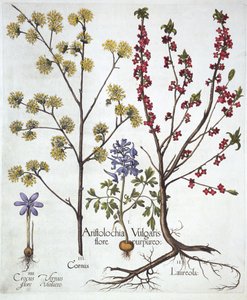 Fumewort, Daphne mezereum, Cornelian Cherry and Spring Crocus, from Hortus Eystettensis by German School