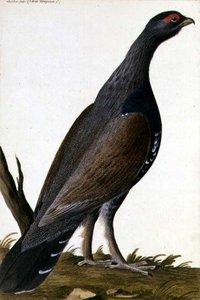 Game Bird