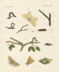 German Phalaena Moths
