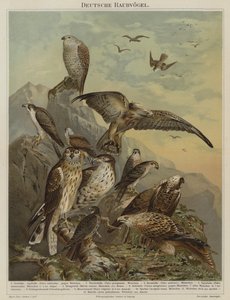 German birds of prey by German School