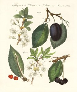 German Kind of Fruits by German School