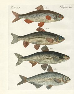 German River Fish by German School