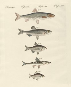 German river fish by German School