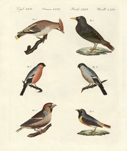 German Singing Birds by German School