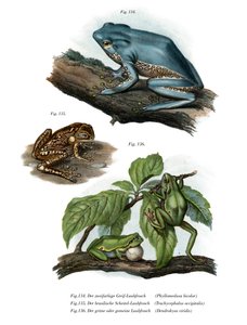 Giant Leaf Frog