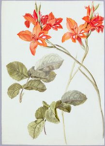 Gladiolus and Rose Leaves