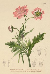 Glossy Scabious