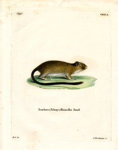 Golden Atlantic Tree Rat