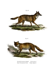 Golden Jackal by German School