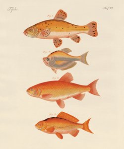 Goldfish by German School