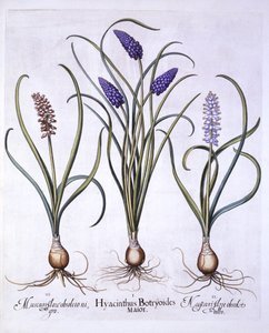 Grape Hyacinths, from Hortus Eystettensis