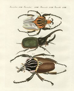 Great and rare foreign beetles by German School