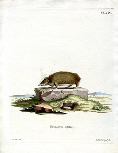 Greater Hedgehog Tenrec by German School