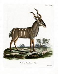 Greater Kudu by German School