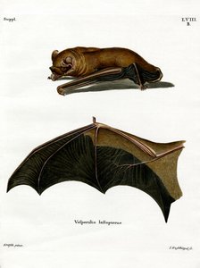 Greater Noctule Bat