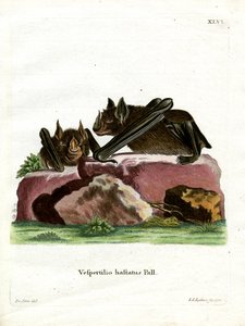 Greater Spear-nosed Bat by German School