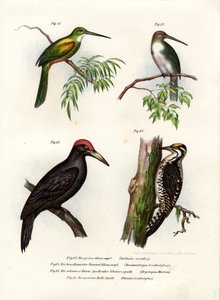 Green-Tailed Jacamar by German School