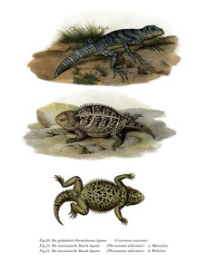 Green Thornytail Iguana by German School